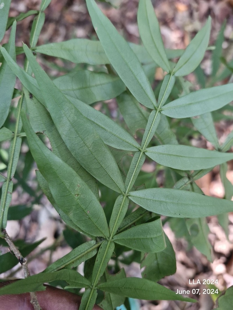 Inga acuminata photo 3