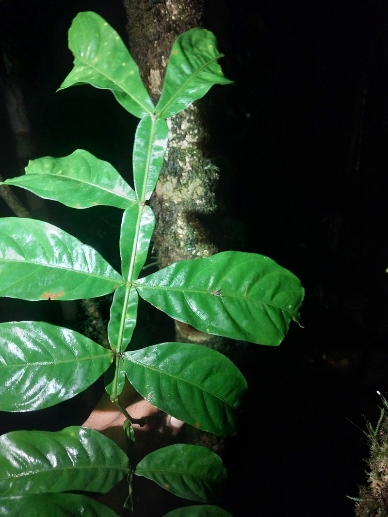 Inga acuminata photo 4