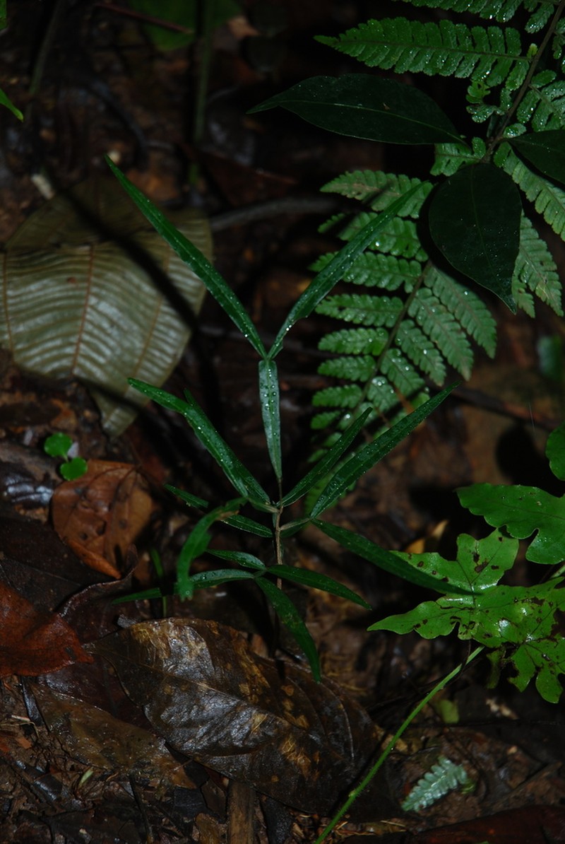 Inga acuminata photo 5