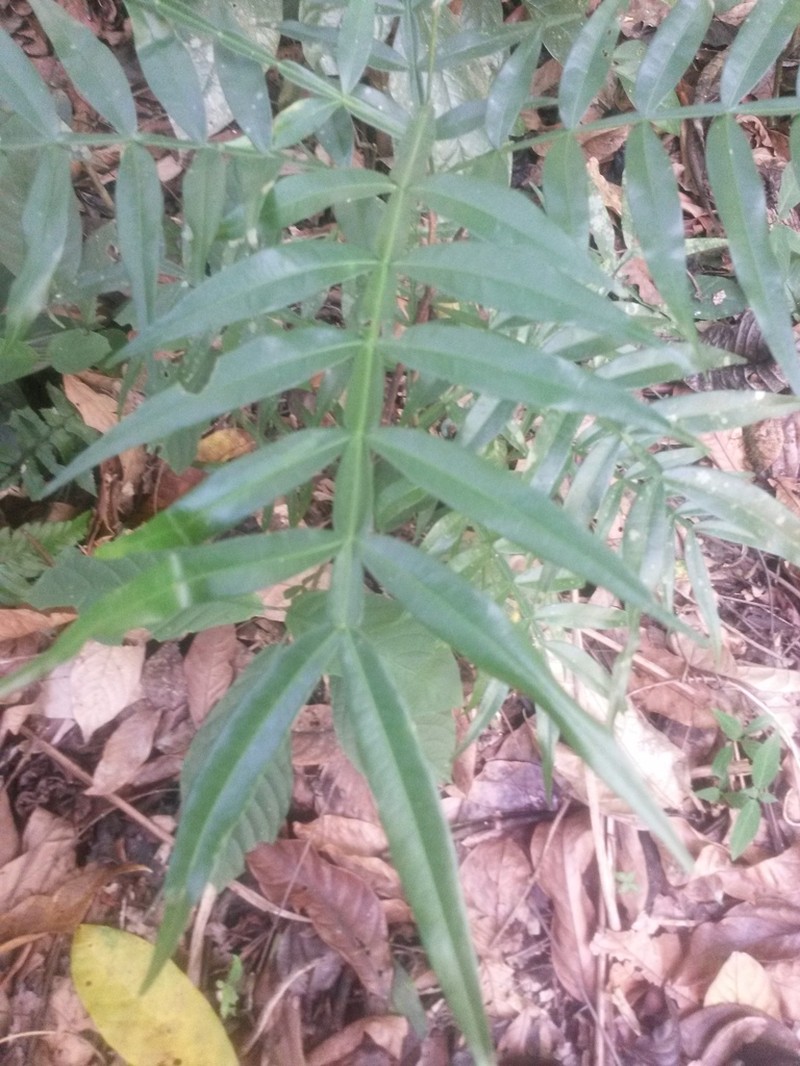 Inga acuminata photo 6