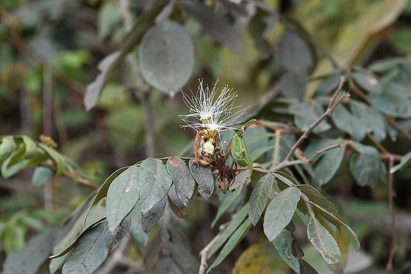 Inga adenophylla