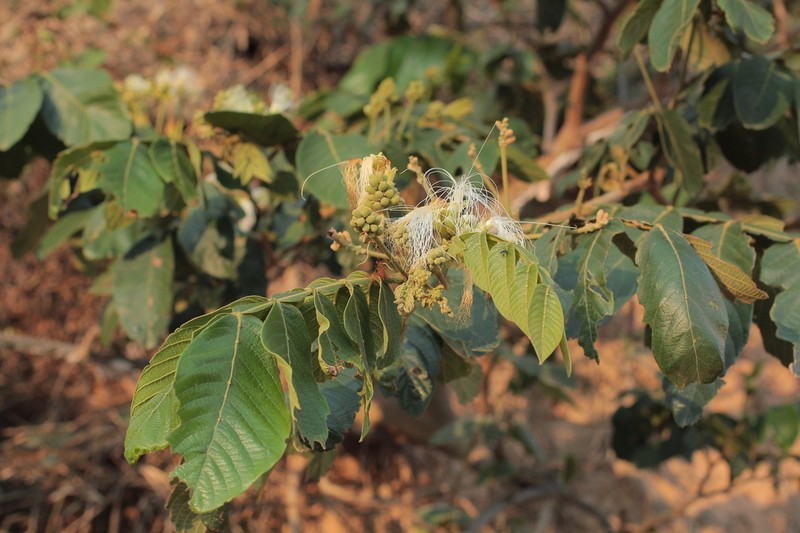 Inga adenophylla photo 2
