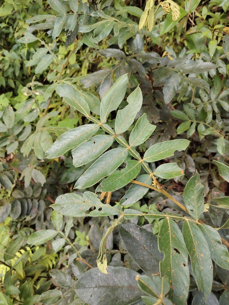 Inga adenophylla photo 3