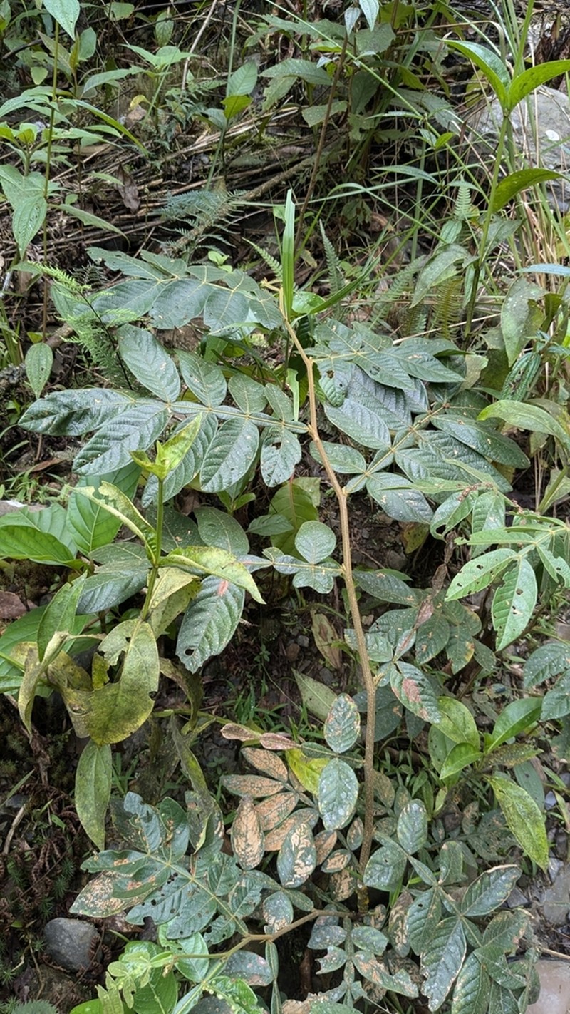 Inga adenophylla photo 4