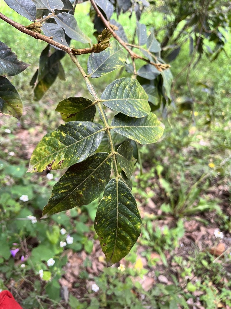 Inga adenophylla photo 5