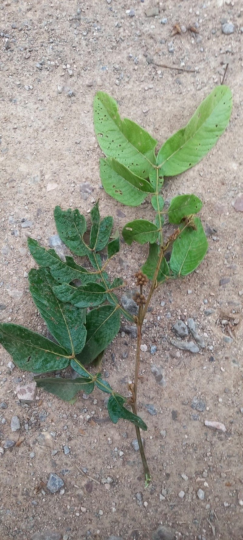 Inga adenophylla photo 6