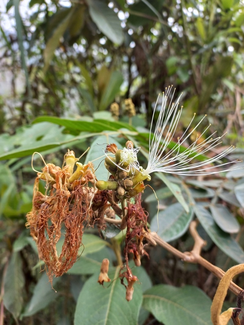 Inga adenophylla photo 8