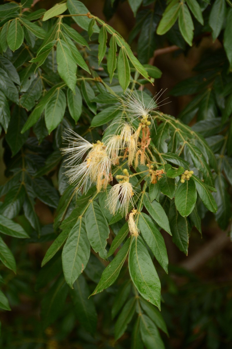 Inga affinis photo 4