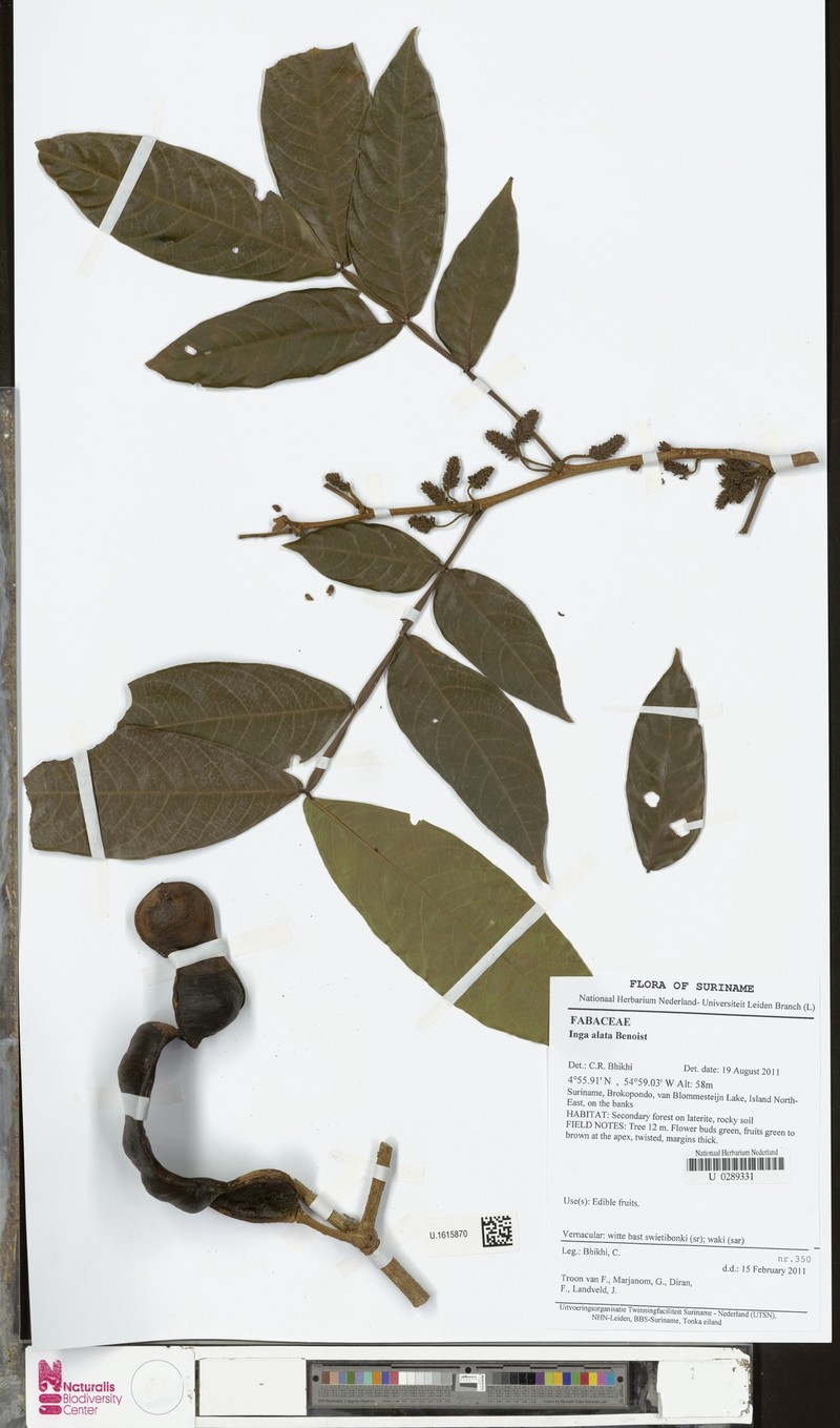 Inga alata