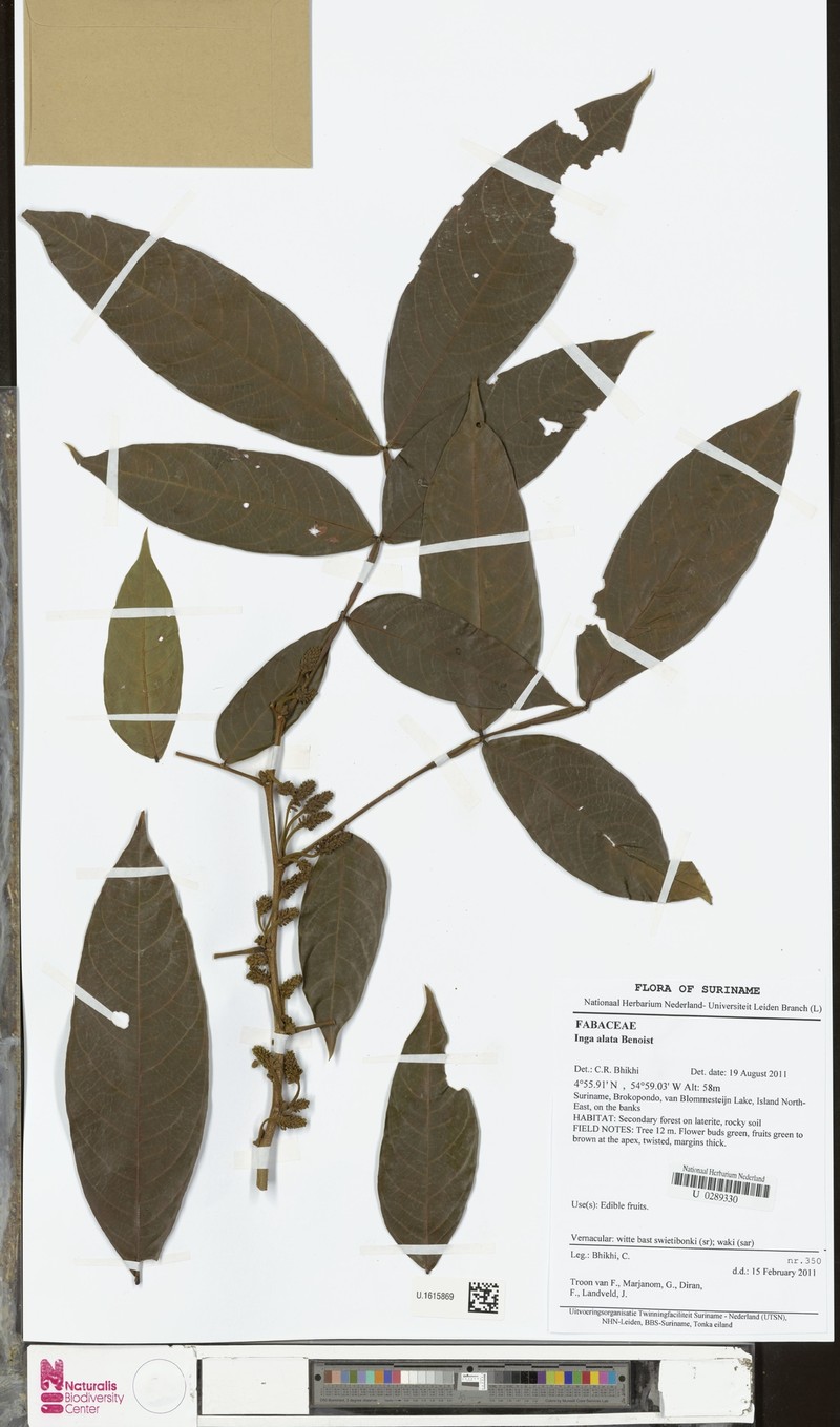Inga alata photo 2