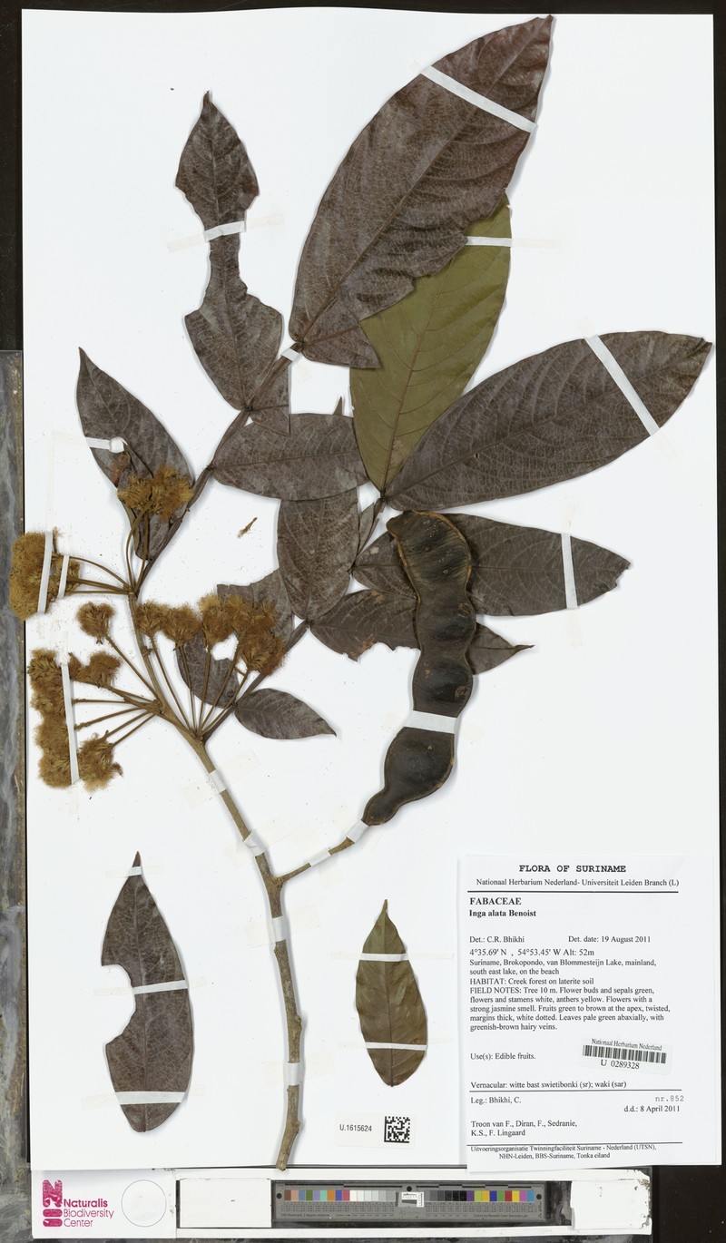 Inga alata photo 4
