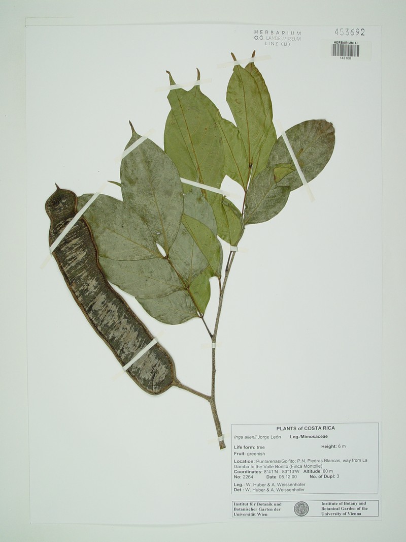 Inga allenii photo 5