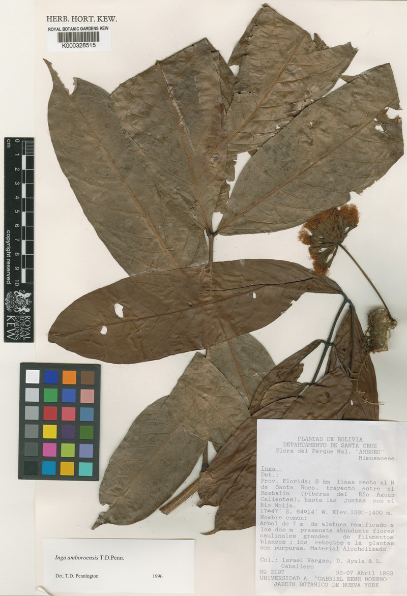 Inga amboroensis photo 2