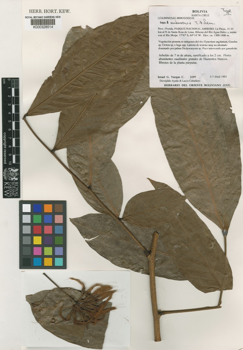 Inga amboroensis photo 3