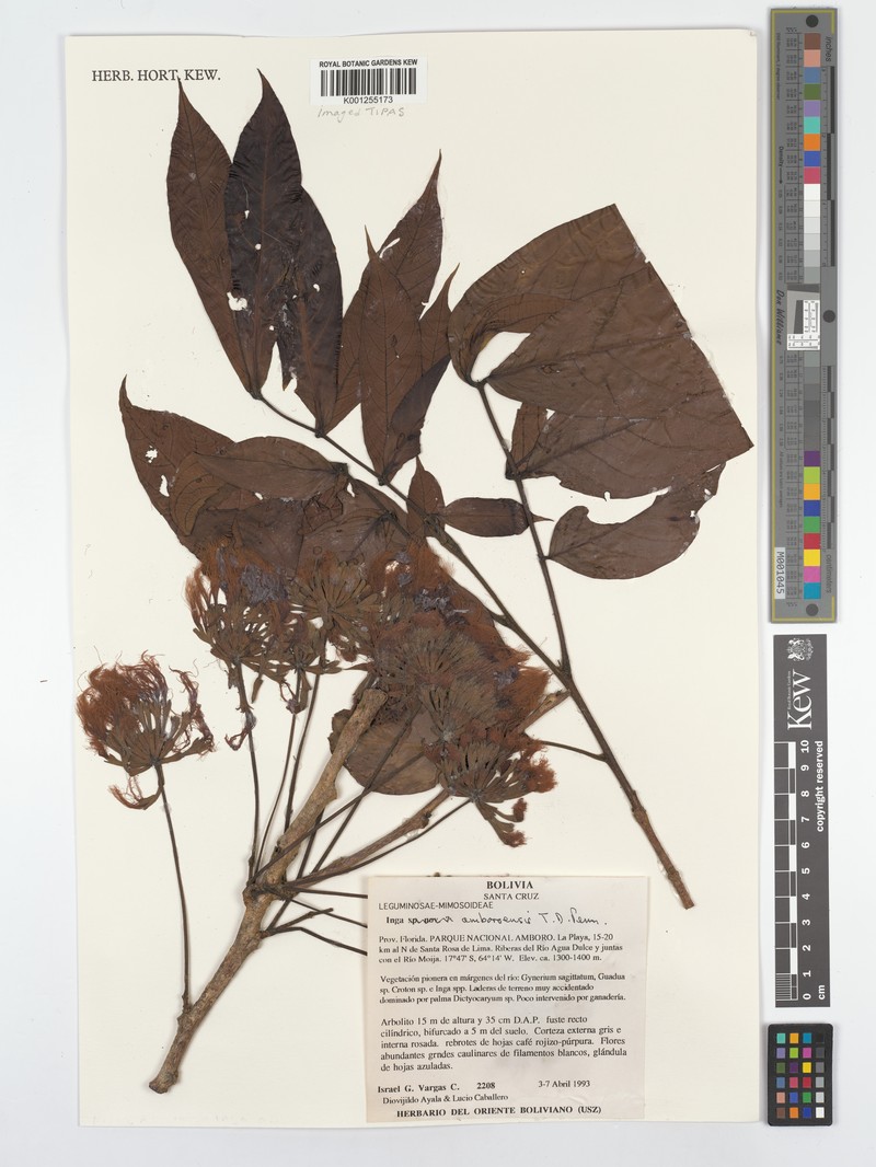 Inga amboroensis photo 4