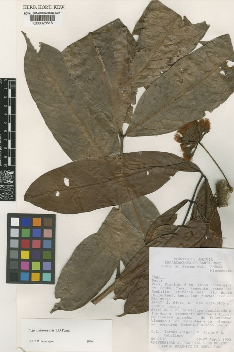 Inga amboroensis