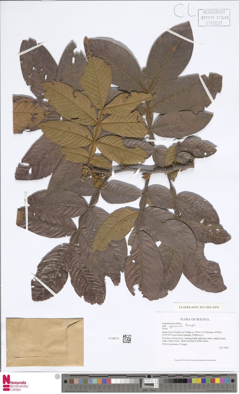 Inga approximata