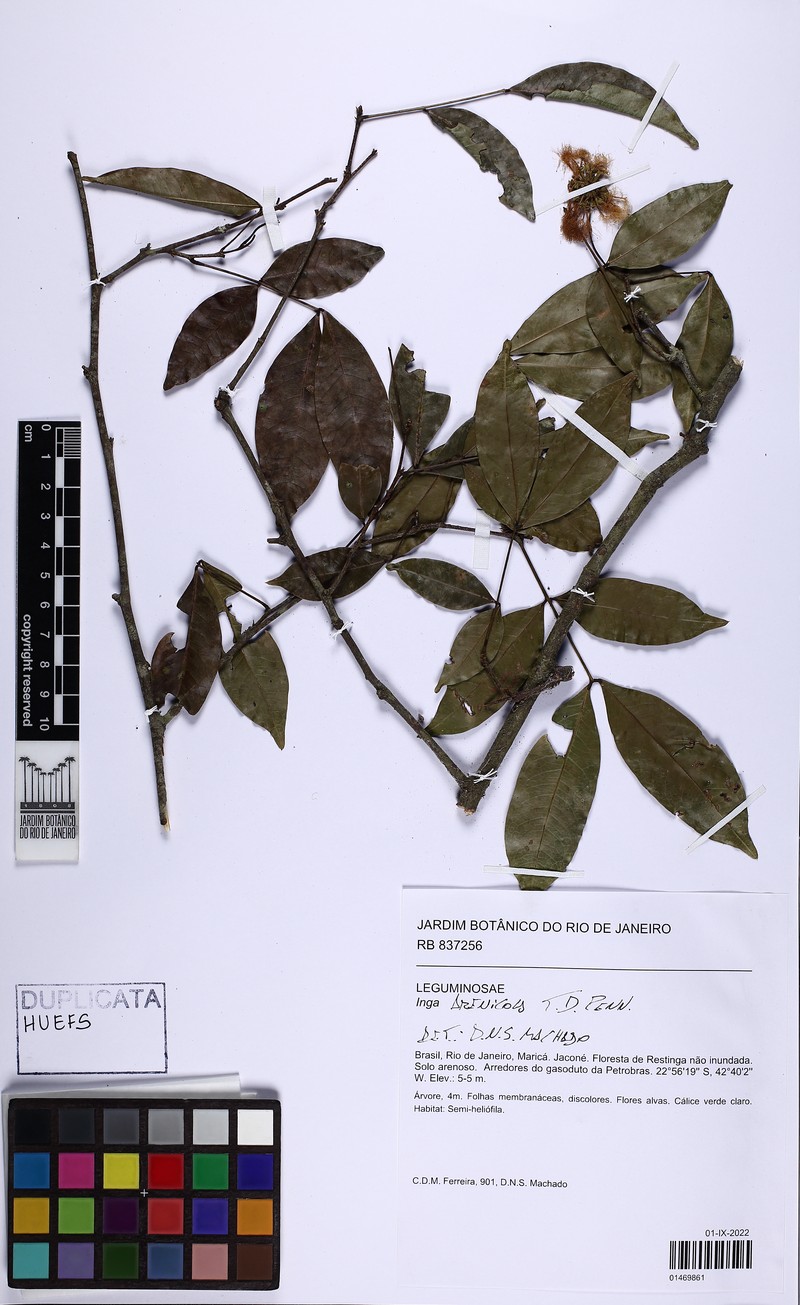 Inga arenicola