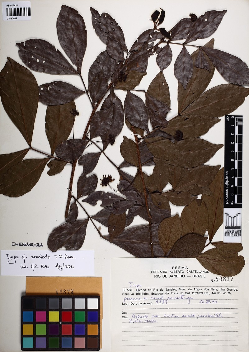Inga arenicola photo 2