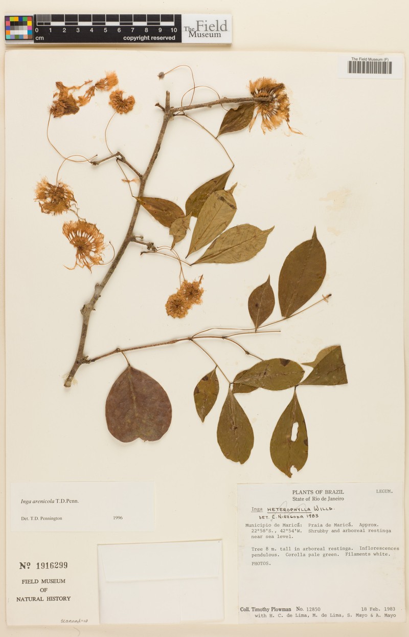 Inga arenicola photo 3