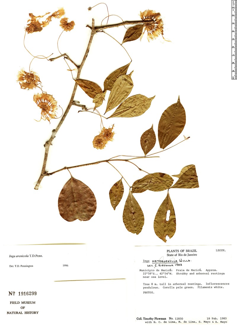 Inga arenicola photo 4