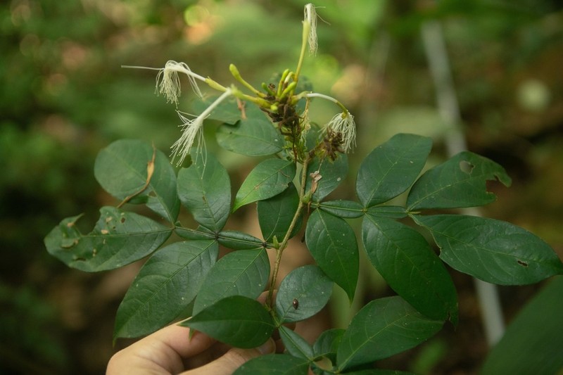 Inga auristellae