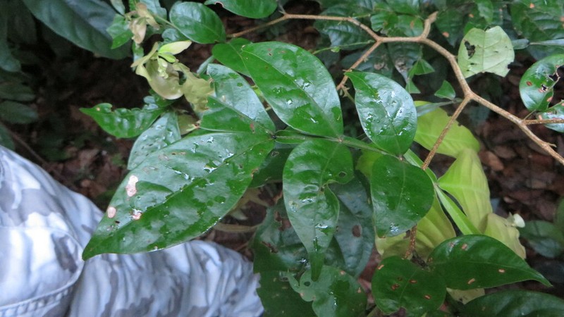 Inga auristellae photo 4