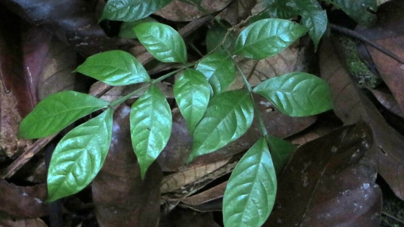 Inga auristellae photo 6