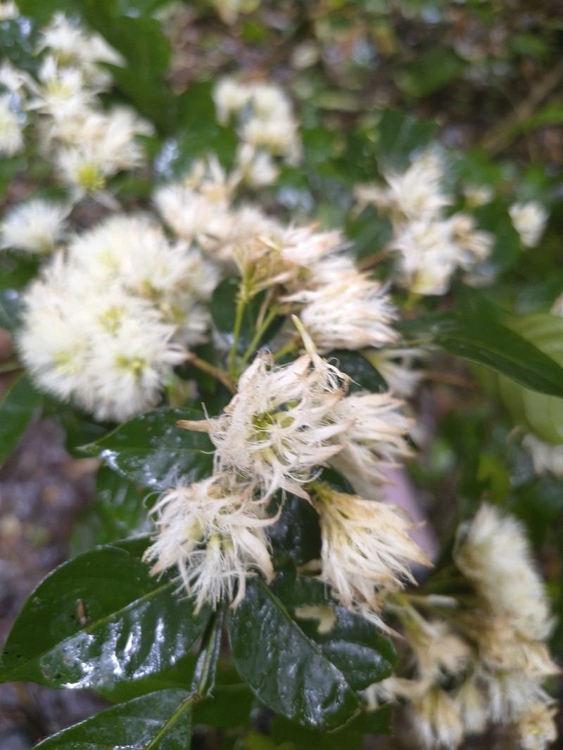 Inga auristellae photo 8