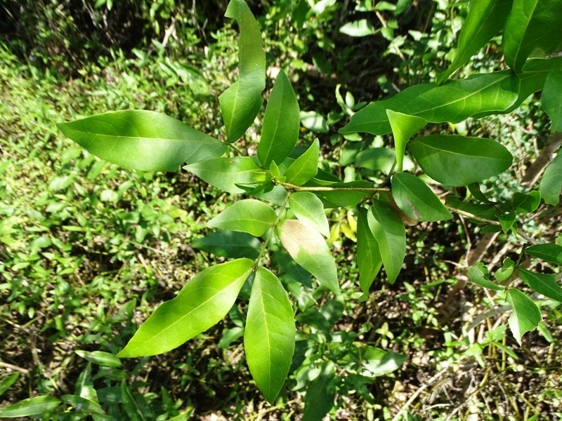Inga belizensis photo 2