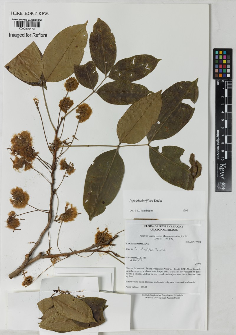Inga bicoloriflora