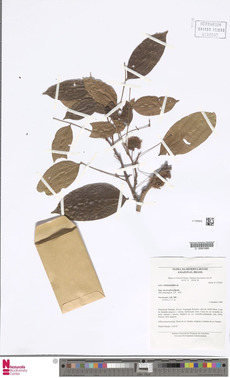Inga bicoloriflora photo 2