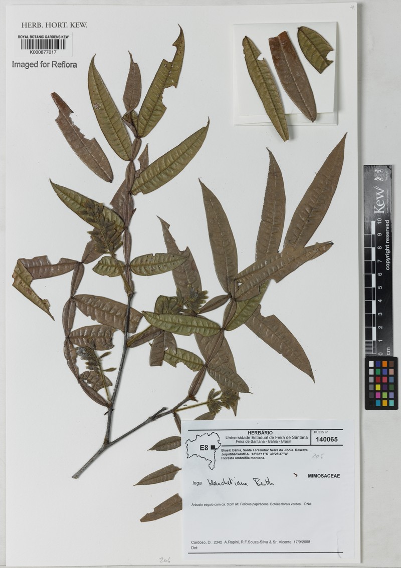Inga blanchetiana