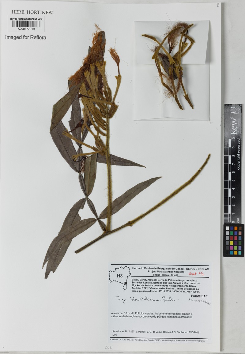 Inga blanchetiana photo 2