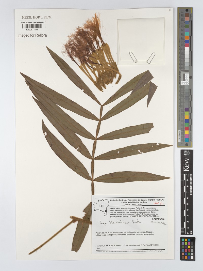 Inga blanchetiana photo 3