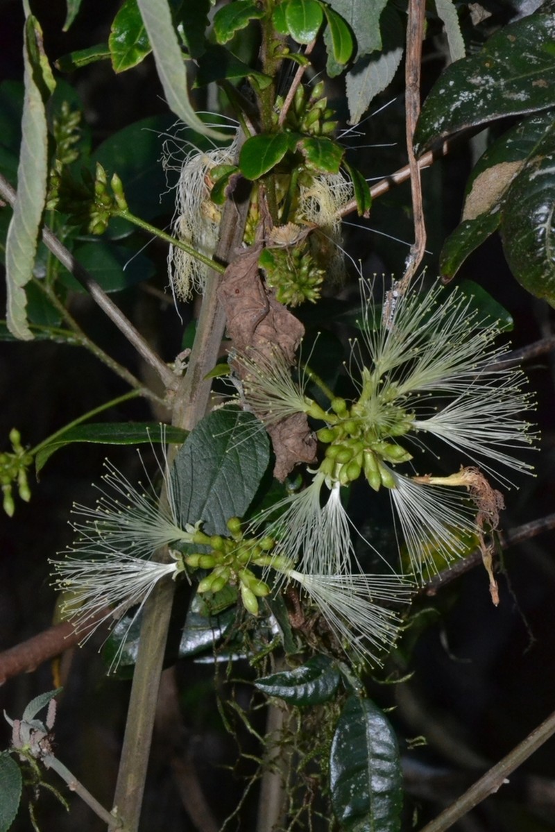 Inga bollandii