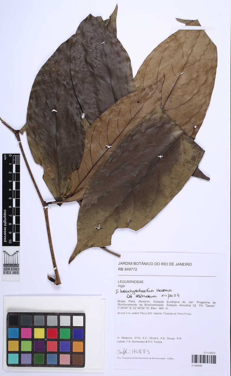 Inga brachyrhachis