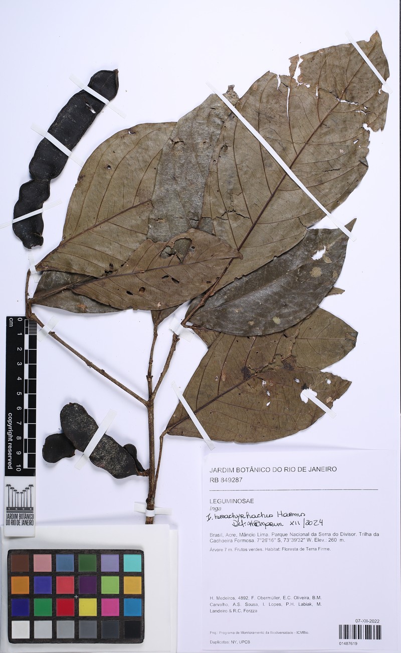 Inga brachyrhachis photo 2