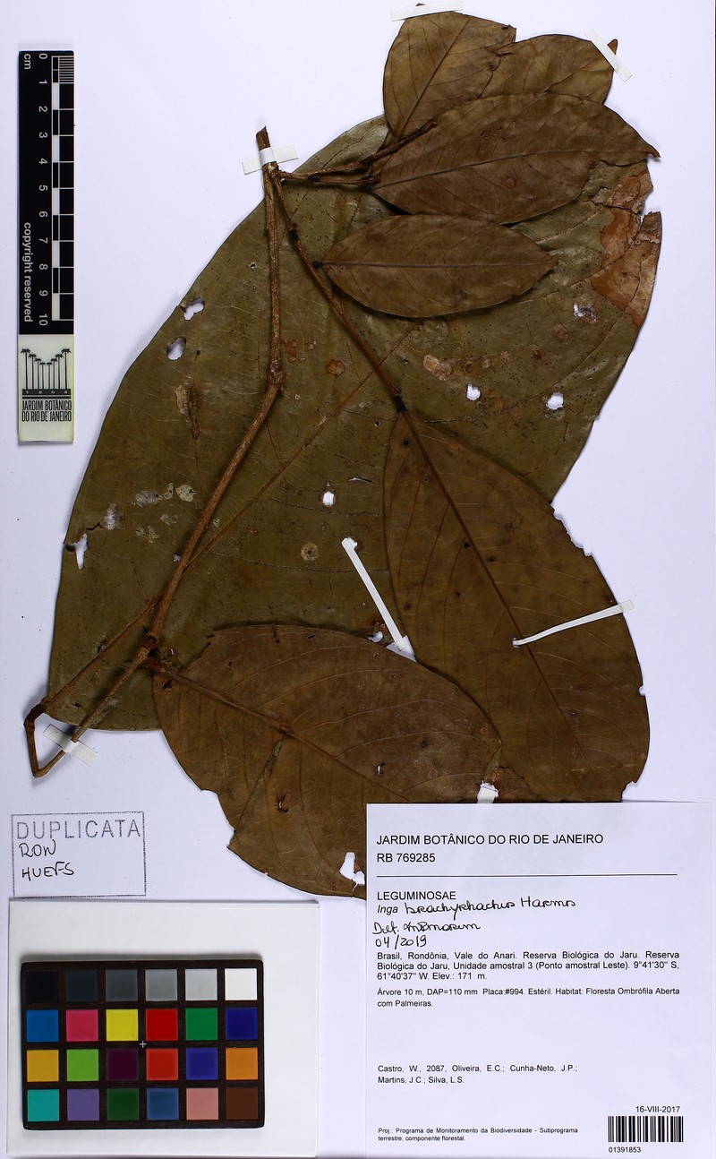 Inga brachyrhachis photo 3