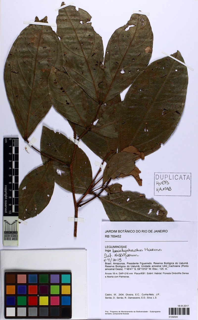 Inga brachyrhachis photo 4