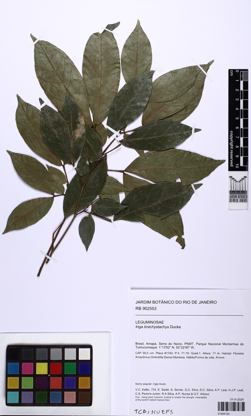 Inga brachystachys