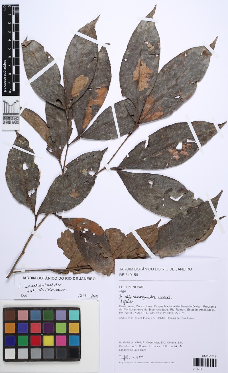 Inga brachystachys photo 2
