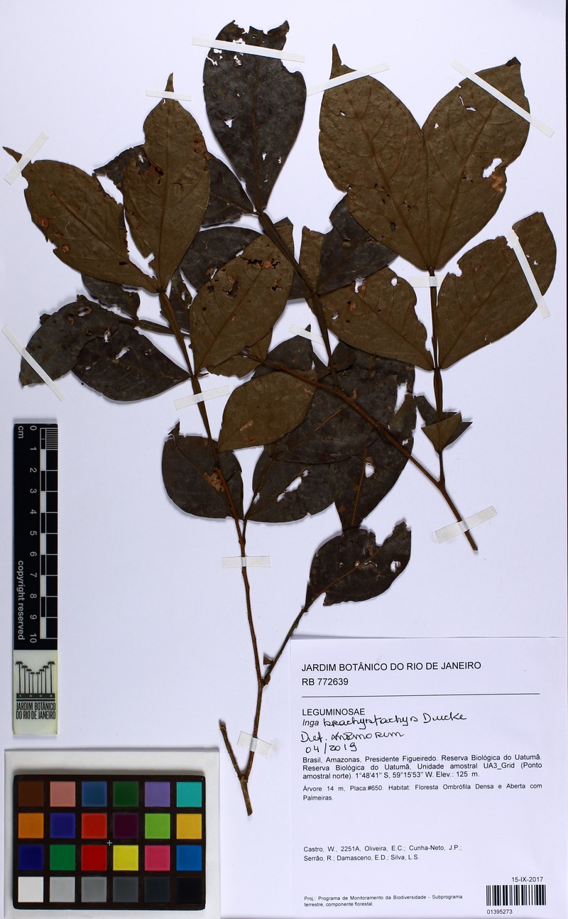 Inga brachystachys photo 3