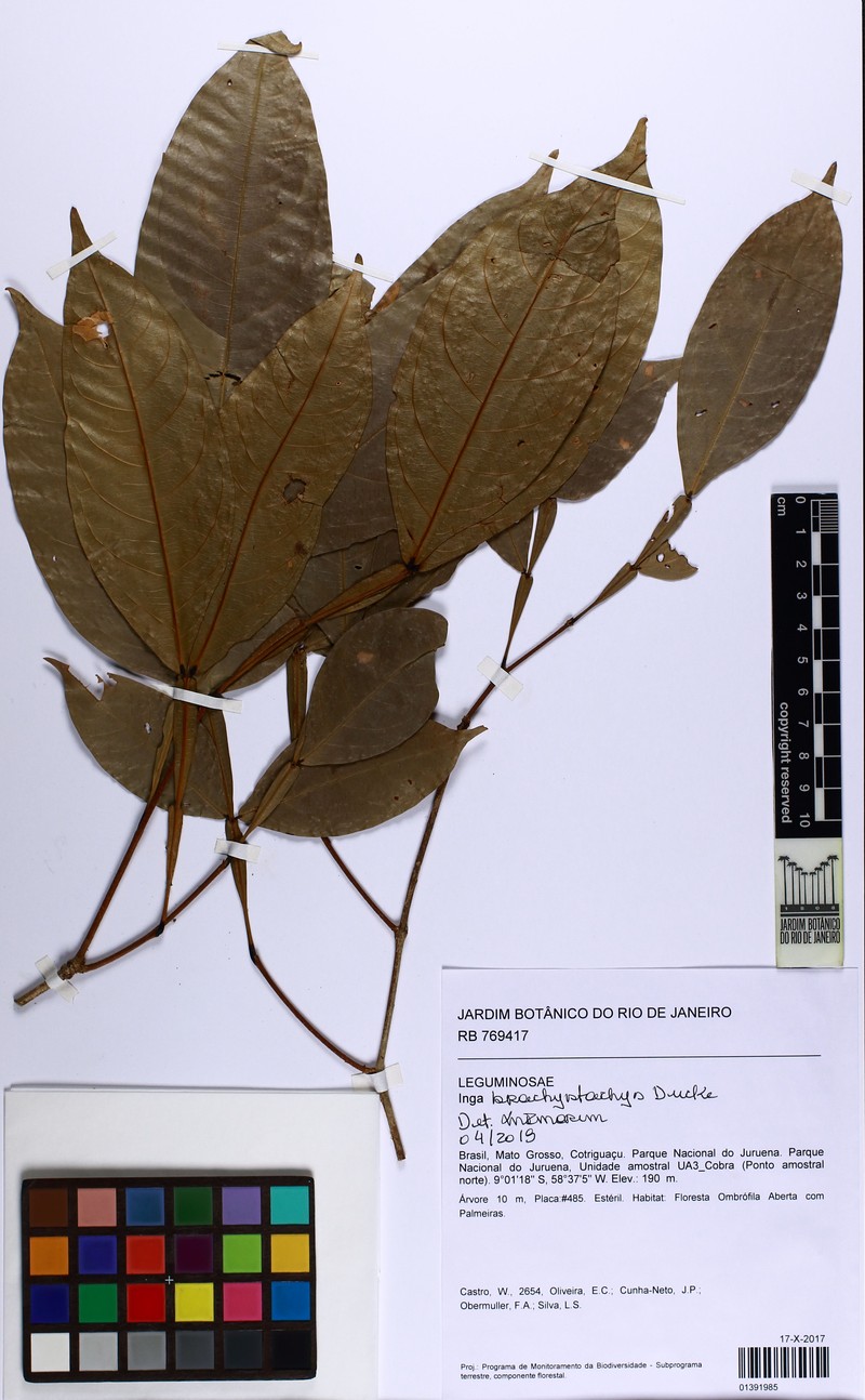 Inga brachystachys photo 4