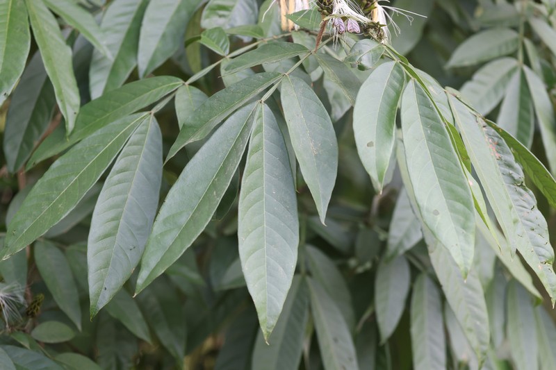 Inga bracteifera