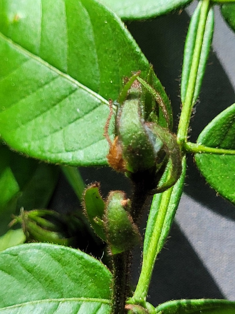 Inga bracteifera photo 2
