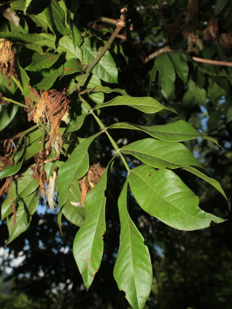 Inga bracteifera photo 3