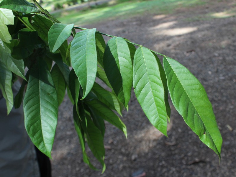 Inga bracteifera photo 4