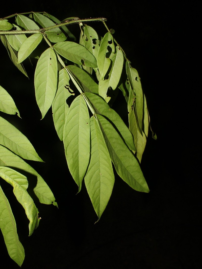 Inga bracteifera photo 5