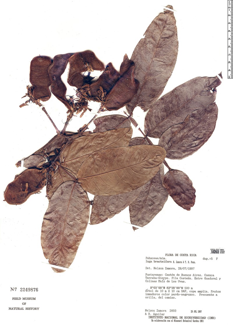 Inga bracteifera photo 6